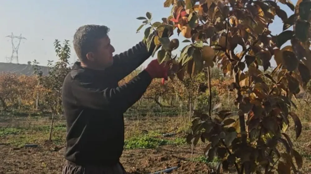 Siirt’te Trabzon Hurması Hasadı Başladı