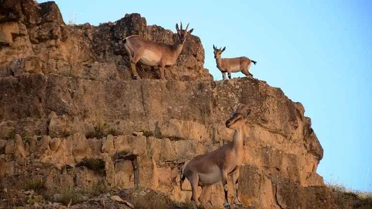 Siirt Barosu, Yaban Keçileri İçin Dava Açtı: Av İhalesinin İptali Talep Edildi!