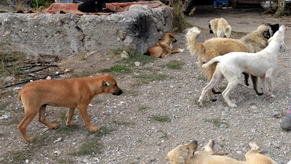 Başıboş sokak köpekleri 