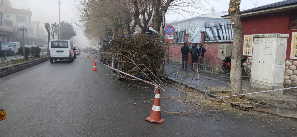 Siirt’e Ağaç Bakımı ve Dikim Çalışmaları Sürüyor.