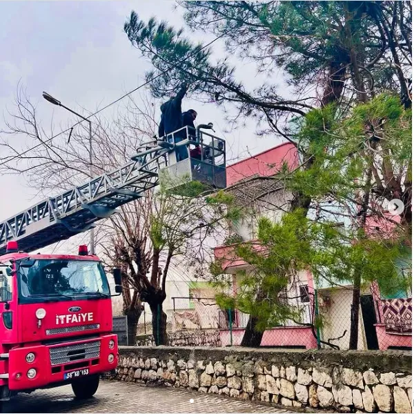 Kurtalan’da Tehlike Arz Eden Ağaç Kontrolü Bir Şekilde Kesildi.