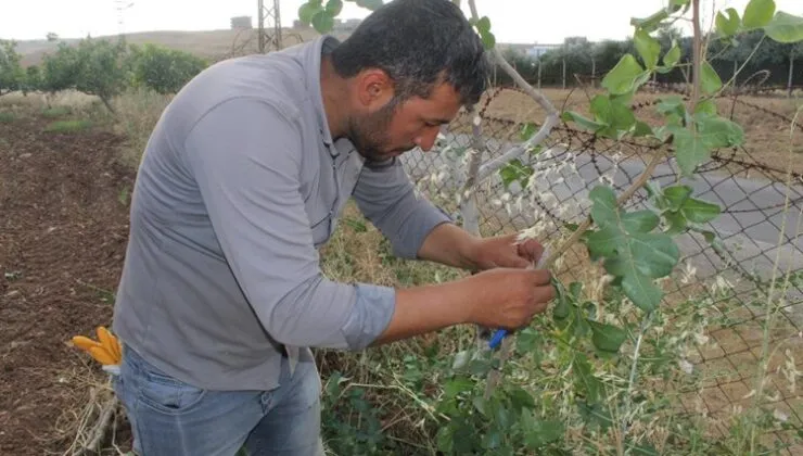 Siirt’e  Fıstık Aşılama Dönemi Başladı