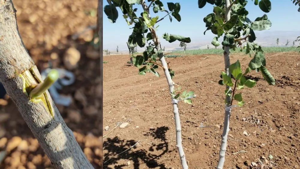 Siirt Fıstığı Aşılama Ücreti Dudak Uçuklattı