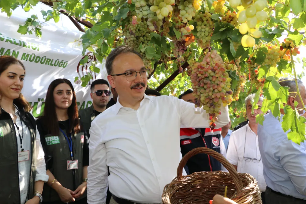 Siirt’e Üzüm Hasadı Heyecanı 