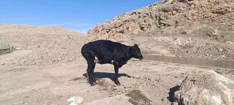 Mardin’de sulama kanalına düşen inek itfaiye ekipleri tarafından kurtarıldı
