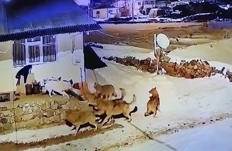 Çoban köpeğinin, kurt sürüsüyle mücadelesi
