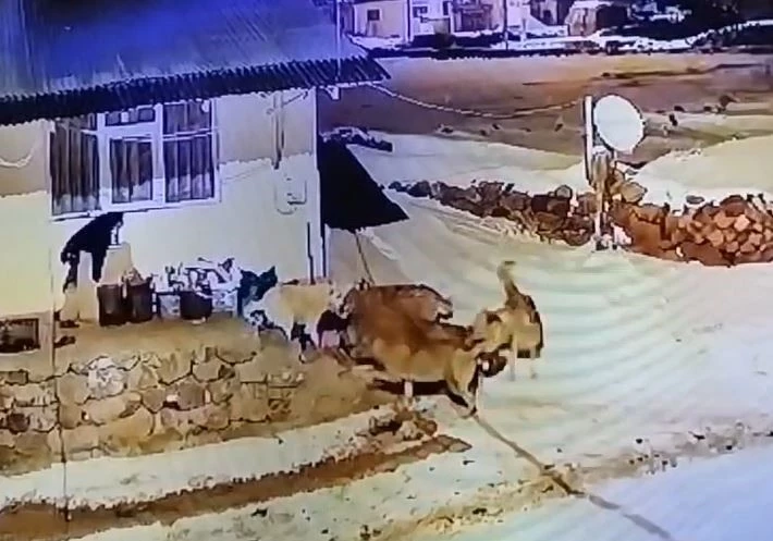 Çoban köpeğinin, kurt sürüsüyle mücadelesi
