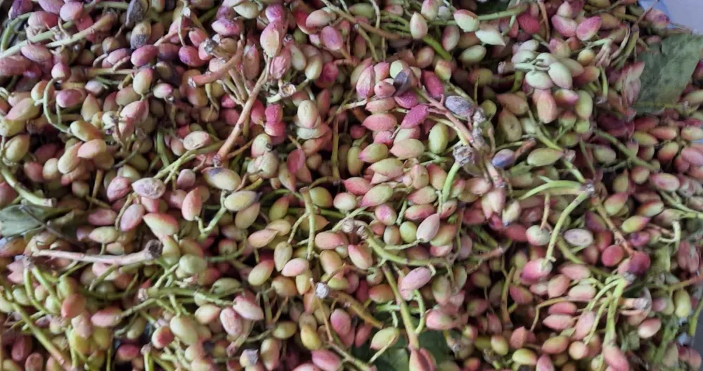 Siirt Mutfağından Enstantaneler: Lezzetin, Tarihin ve Kültürün Buluştuğu Şehir