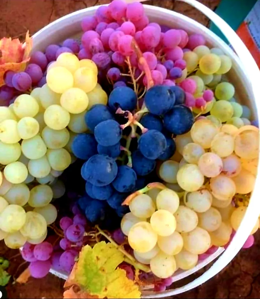 Siirt Mutfağından Enstantaneler: Lezzetin, Tarihin ve Kültürün Buluştuğu Şehir