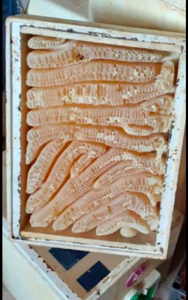 Siirt Pervari Bal Peteğinde “Lâ İlahe İllallah” Yazısı Görenleri Hayran Bıraktı