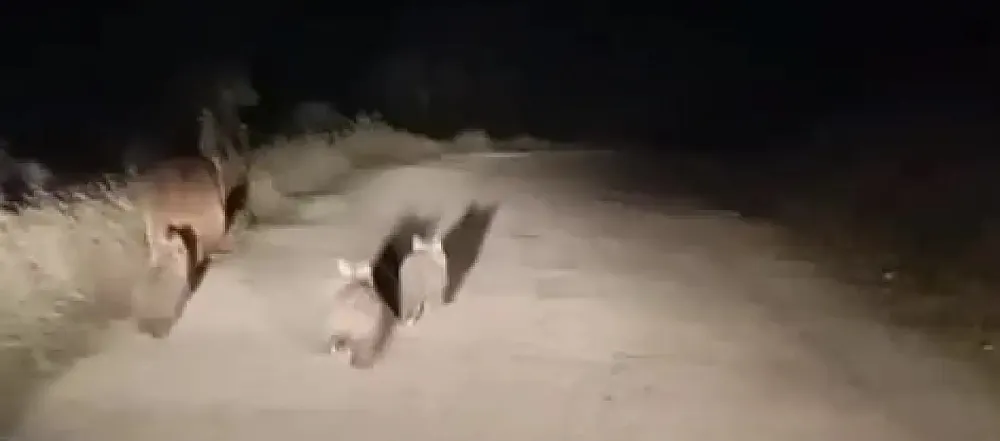 Siirt Eruh’ta Doğanın Nadir Anları: Anne Ayı ve Yavruları Köy Yolunda Görüntülendi