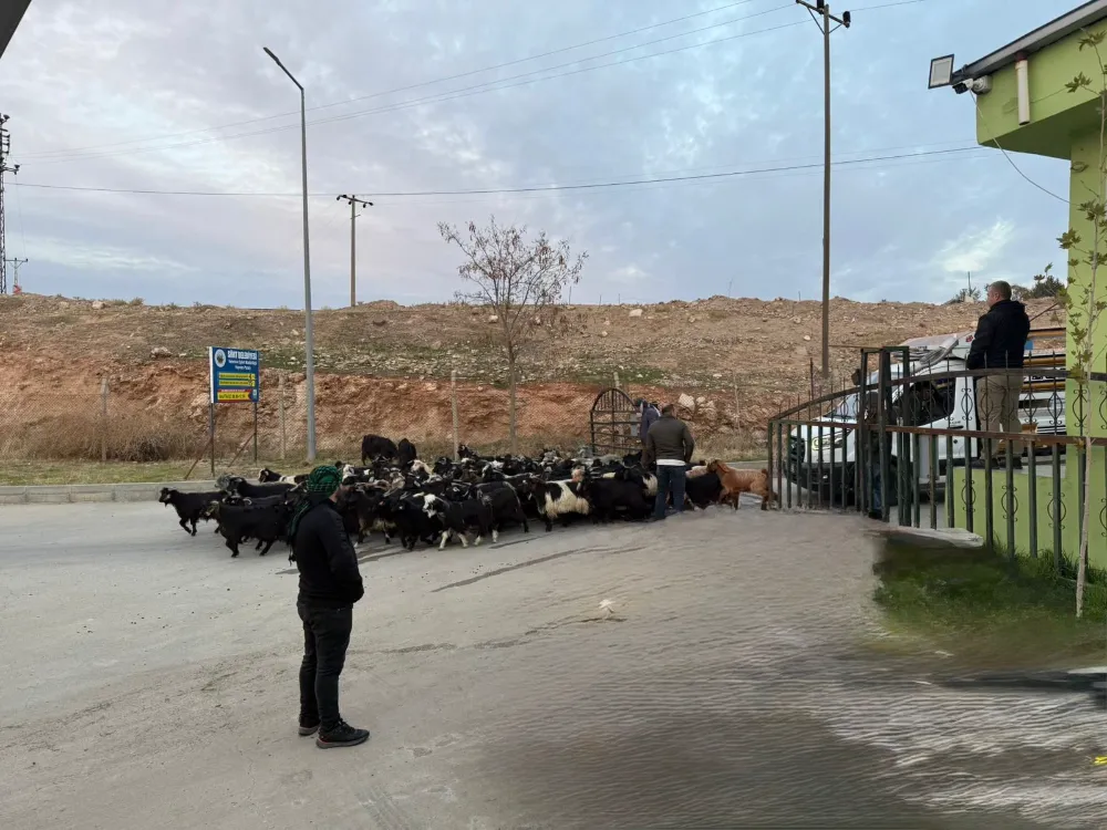 SİİRT HAYVAN PAZARI KONTROLLERİN ARDINDAN YENİDEN FAALİYETE GEÇTİ