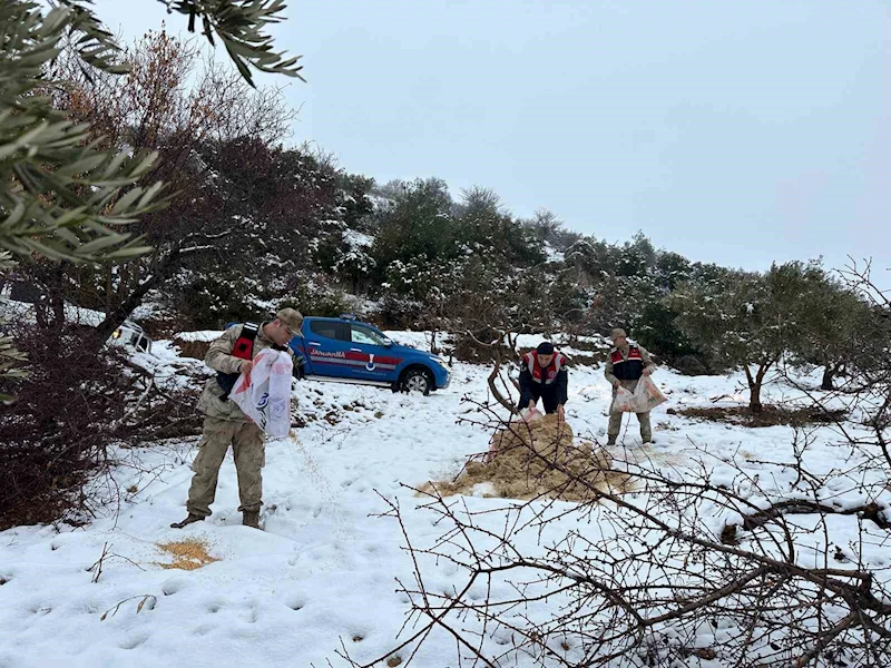 Kilis Jandarma ekipleri yaban hayvanlarını unutmadı
