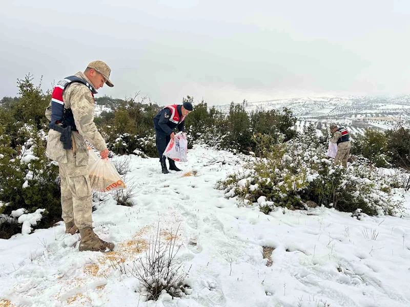 Kilis Jandarma ekipleri yaban hayvanlarını unutmadı

