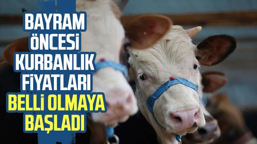 Kurban Bayramı Öncesi Kurbanlık Arayışları Başladı
