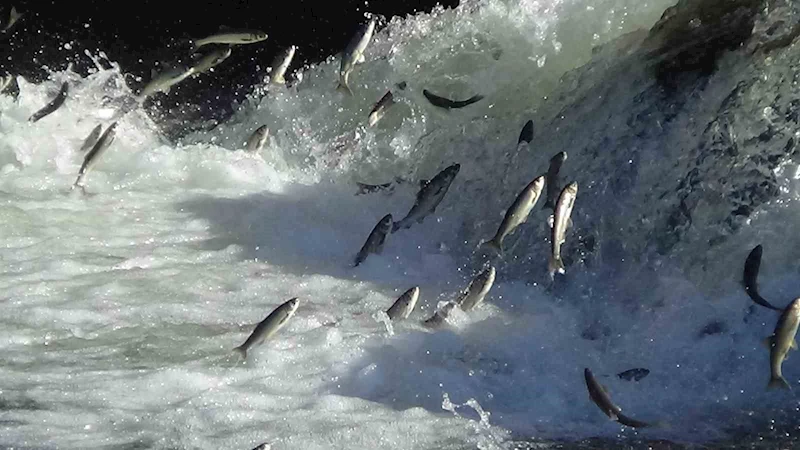 Van’da 3 aylık süreçte kaçak avlanan 78 ton inci kefaline el konuldu
