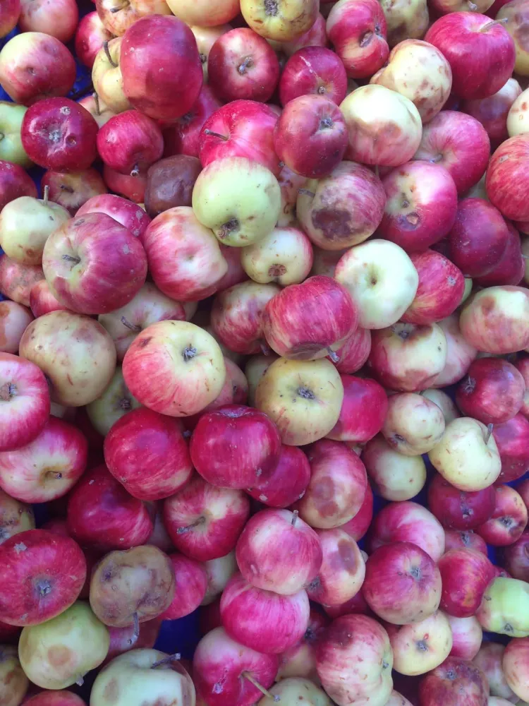 Kadim Siirt Topraklarının Lezzet Mirası: Ceviz Büyüklüğünde Koçer Elması