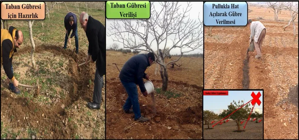 Siirt Fıstığı Üreticilerine Kritik Uyarı: Ocak Ayı Gübreleme Dönemi Başladı