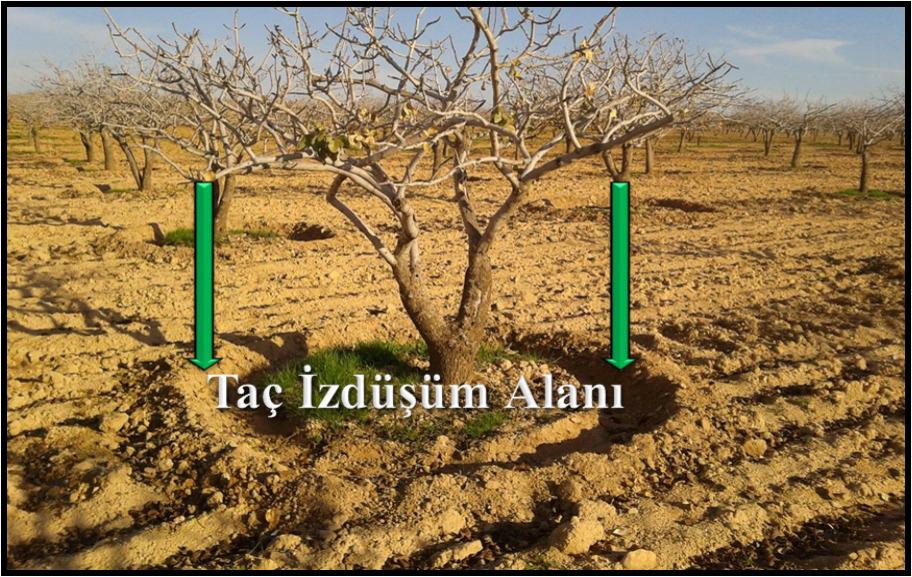 Siirt Fıstığı Üreticilerine Kritik Uyarı: Ocak Ayı Gübreleme Dönemi Başladı