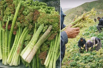 Doğunun Muzu “Işkın” Tezgâhlarda: Baharın Şifalı Müjdecisi Görücüye Çıktı