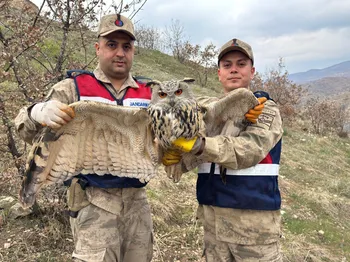 SİİRT JANDARMADAN NESLİ TÜKENME TEHLİKESİNDEKİ BAYKUŞA HAYAT KURTARAN MÜDAHALE!